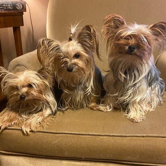 Meet your Posher, Carolyn - Picture 1 of 1